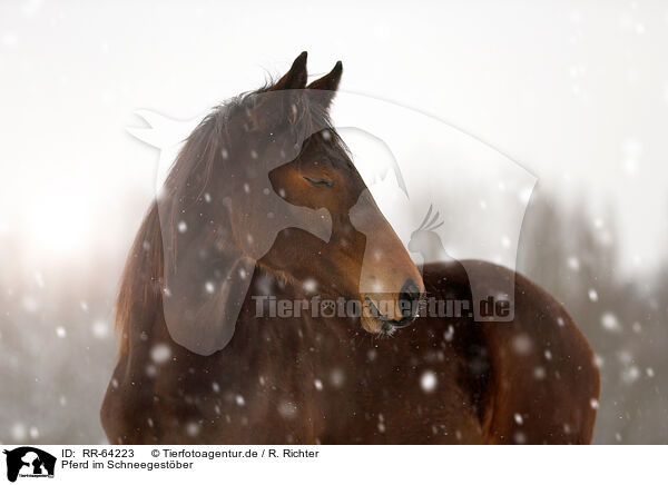 Pferd im Schneegestber / horse in driving snow / RR-64223