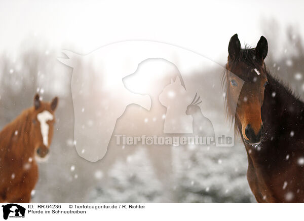 Pferde im Schneetreiben / horses in snow flurries / RR-64236