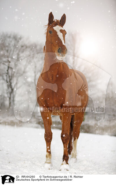 Deutsches Sportpferd im Schneegestber / RR-64260