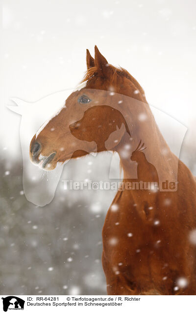 Deutsches Sportpferd im Schneegestber / RR-64281