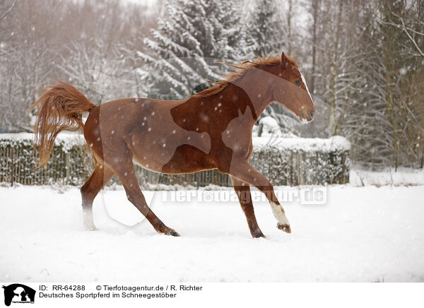 Deutsches Sportpferd im Schneegestber / RR-64288