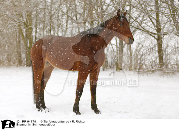 Brauner im Schneegestber / RR-64779