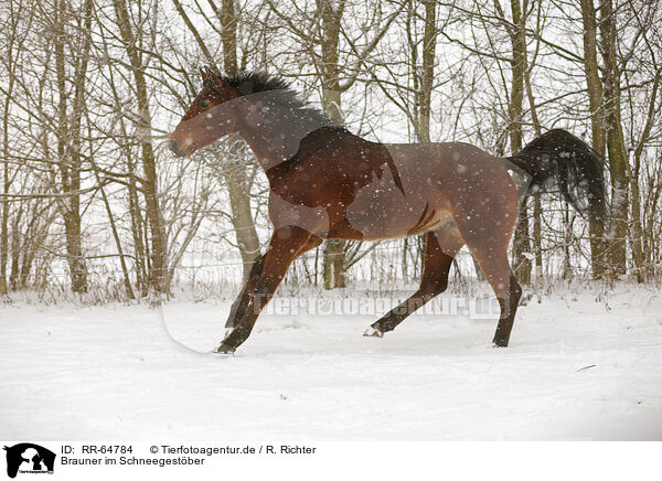 Brauner im Schneegestber / brown horse in driving snow / RR-64784