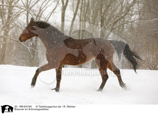 Brauner im Schneegestber / brown horse in driving snow / RR-64785