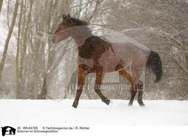 Brauner im Schneegestber / RR-64786