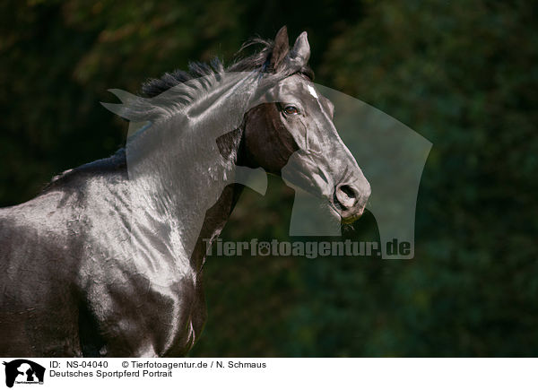 Deutsches Sportpferd Portrait / NS-04040