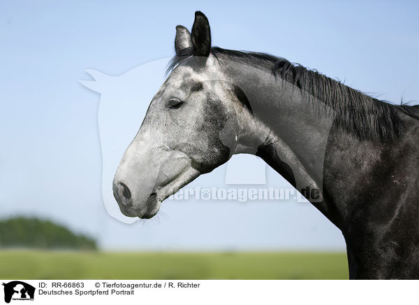 Deutsches Sportpferd Portrait / RR-66863