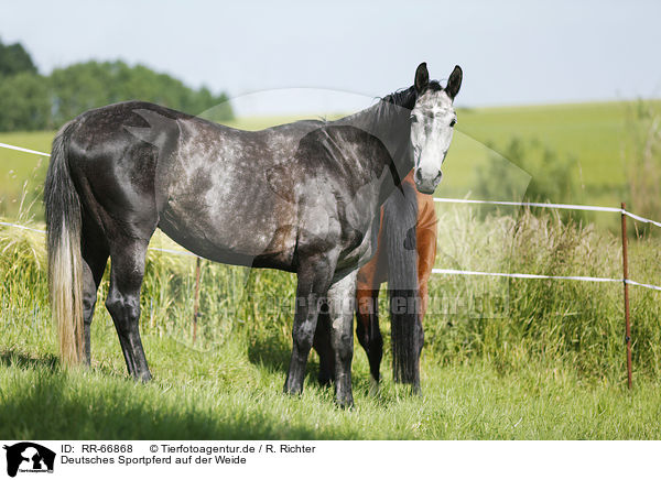 Deutsches Sportpferd auf der Weide / German Sport Horse at pasture / RR-66868
