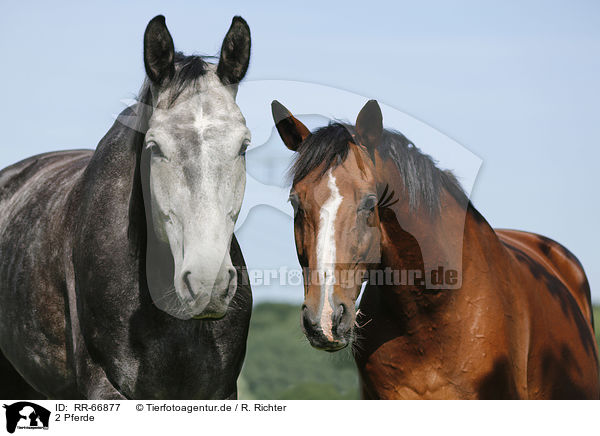 2 Pferde / 2 horses / RR-66877