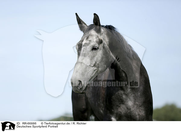 Deutsches Sportpferd Portrait / German Sport Horse Portrait / RR-66886