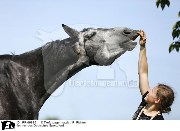 flehmendes Deutsches Sportpferd / flehming German Sport Horse / RR-66889