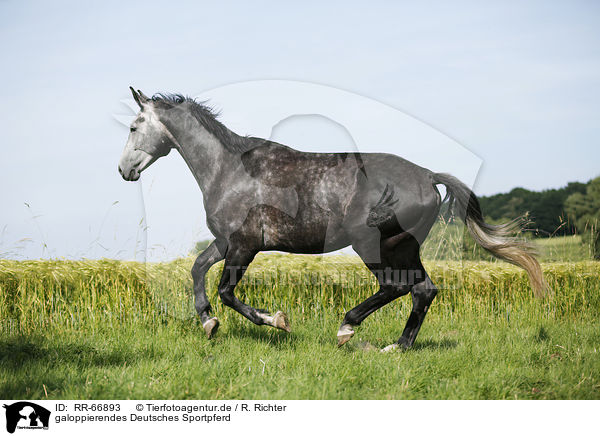galoppierendes Deutsches Sportpferd / galloping German Sport Horse / RR-66893
