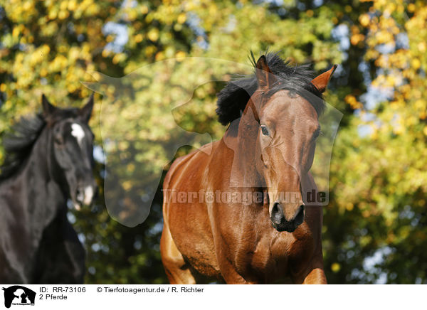 2 Pferde / 2 horses / RR-73106