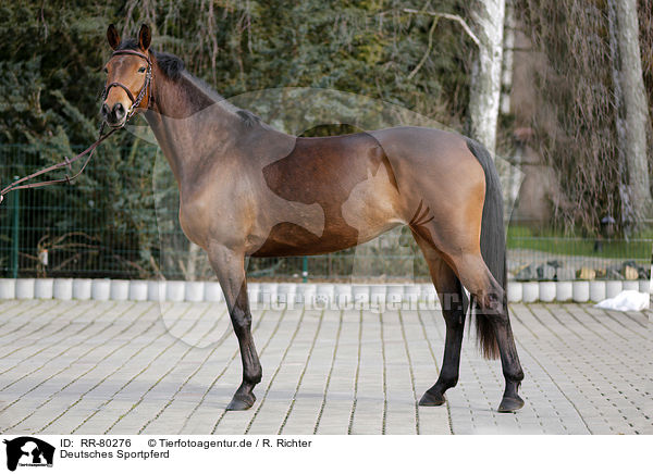 Deutsches Sportpferd / German Sport Horse / RR-80276
