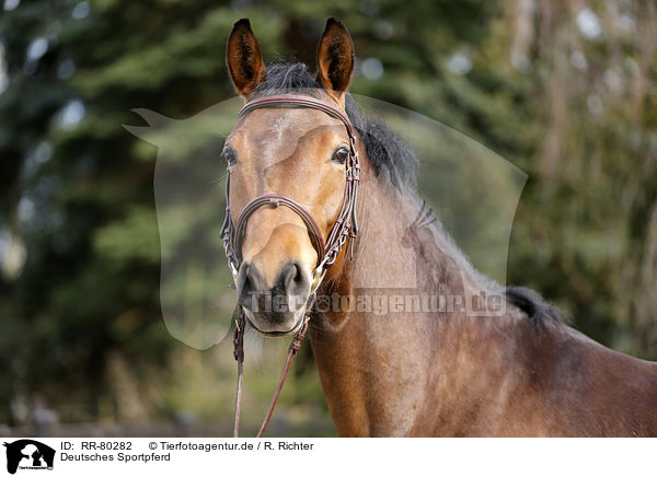 Deutsches Sportpferd / German Sport Horse / RR-80282