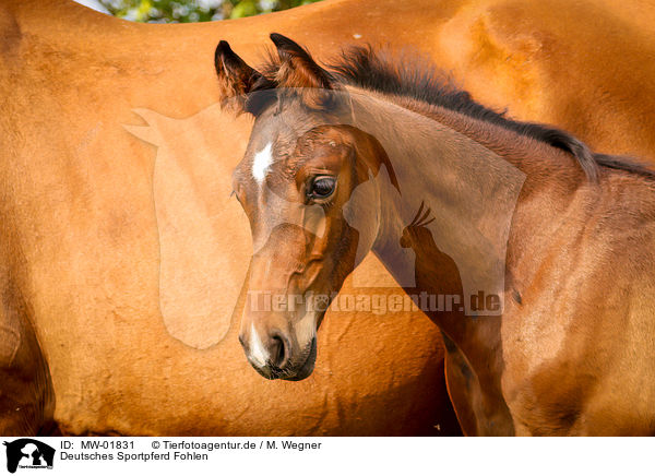 Deutsches Sportpferd Fohlen / German Riding Horse Foal / MW-01831