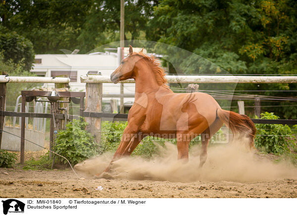 Deutsches Sportpferd / German Riding Horse / MW-01840