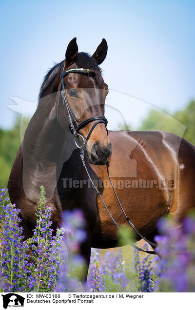 Deutsches Sportpferd Portrait / MW-03188