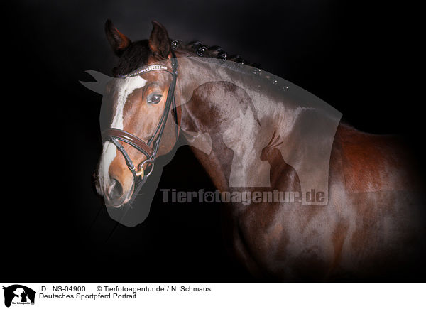 Deutsches Sportpferd Portrait / NS-04900