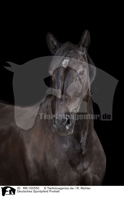 Deutsches Sportpferd Portrait / German Sport Horse Portrait / RR-100550