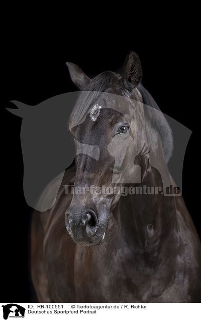 Deutsches Sportpferd Portrait / German Sport Horse Portrait / RR-100551
