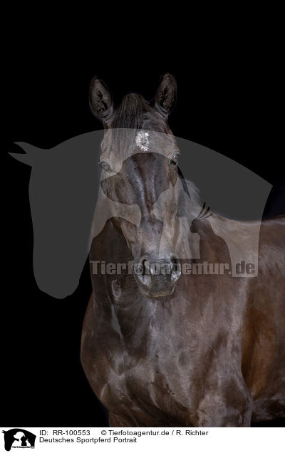 Deutsches Sportpferd Portrait / German Sport Horse Portrait / RR-100553