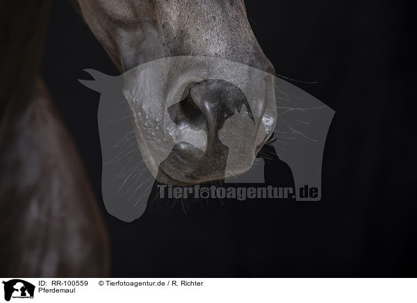 Pferdemaul / horse mouth / RR-100559