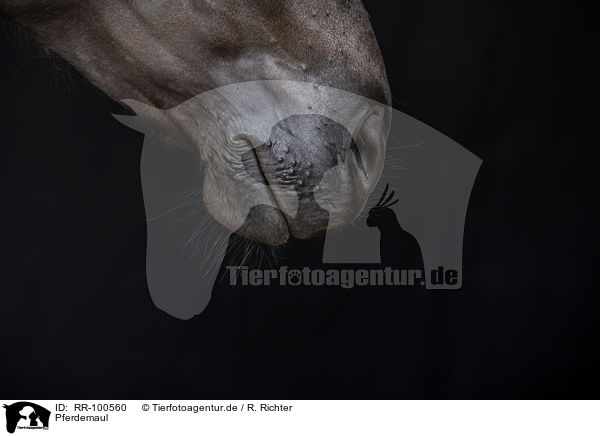 Pferdemaul / horse mouth / RR-100560
