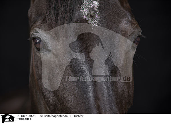 Pferdeauge / horse eye / RR-100562