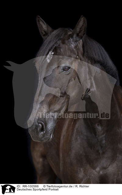 Deutsches Sportpferd Portrait / German Sport Horse Portrait / RR-100566