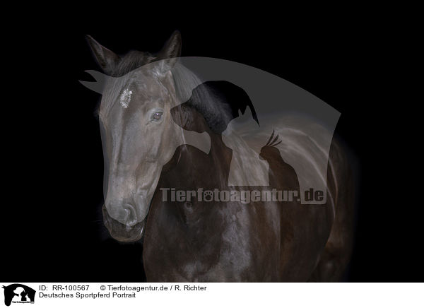 Deutsches Sportpferd Portrait / German Sport Horse Portrait / RR-100567