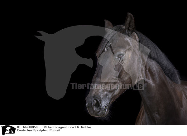 Deutsches Sportpferd Portrait / German Sport Horse Portrait / RR-100568