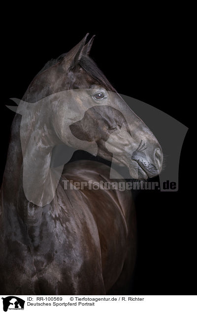 Deutsches Sportpferd Portrait / German Sport Horse Portrait / RR-100569