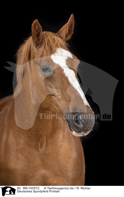 Deutsches Sportpferd Portrait / German Sport Horse Portrait / RR-100572