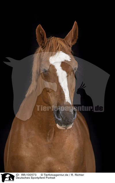 Deutsches Sportpferd Portrait / German Sport Horse Portrait / RR-100573