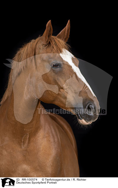 Deutsches Sportpferd Portrait / German Sport Horse Portrait / RR-100574
