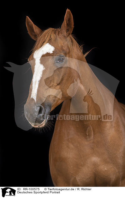 Deutsches Sportpferd Portrait / German Sport Horse Portrait / RR-100575