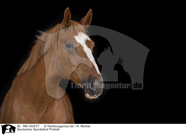 Deutsches Sportpferd Portrait / German Sport Horse Portrait / RR-100577