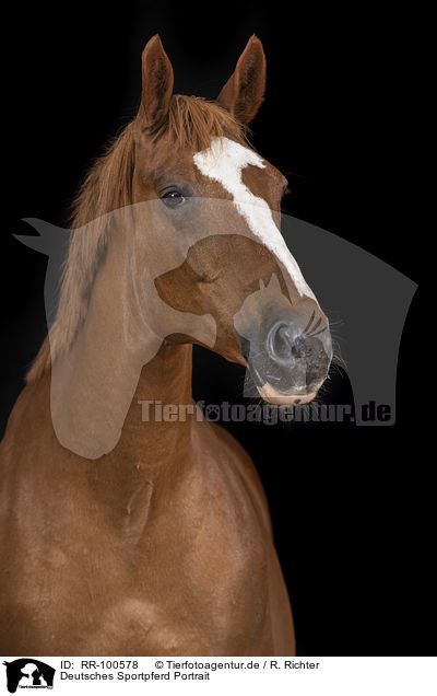 Deutsches Sportpferd Portrait / German Sport Horse Portrait / RR-100578