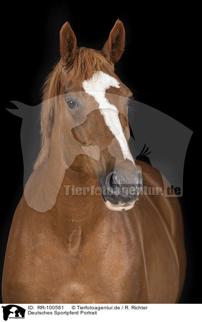 Deutsches Sportpferd Portrait / German Sport Horse Portrait / RR-100581