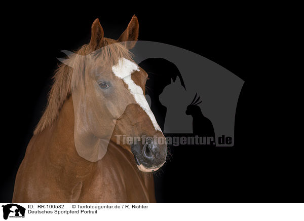 Deutsches Sportpferd Portrait / German Sport Horse Portrait / RR-100582