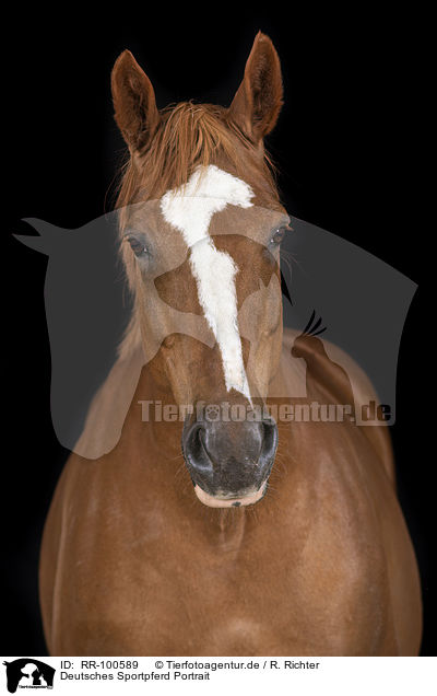 Deutsches Sportpferd Portrait / German Sport Horse Portrait / RR-100589
