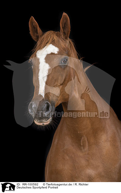 Deutsches Sportpferd Portrait / German Sport Horse Portrait / RR-100592
