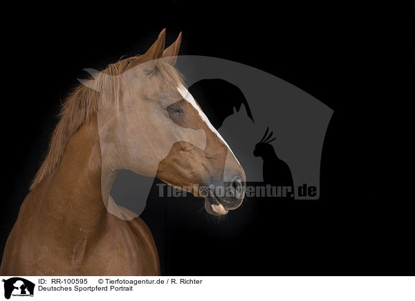 Deutsches Sportpferd Portrait / German Sport Horse Portrait / RR-100595