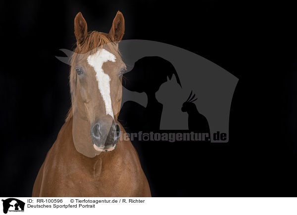 Deutsches Sportpferd Portrait / German Sport Horse Portrait / RR-100596