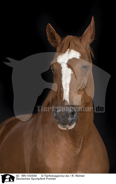 Deutsches Sportpferd Portrait / RR-100599