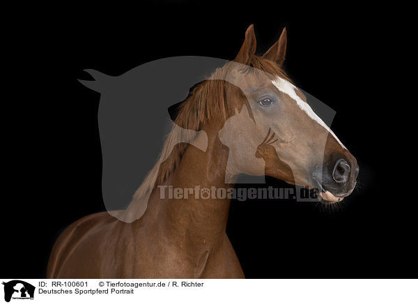 Deutsches Sportpferd Portrait / German Sport Horse Portrait / RR-100601