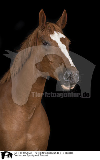 Deutsches Sportpferd Portrait / German Sport Horse Portrait / RR-100603