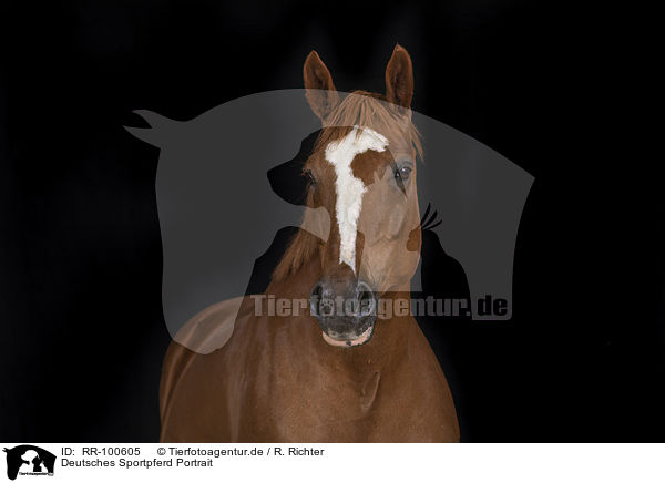 Deutsches Sportpferd Portrait / RR-100605