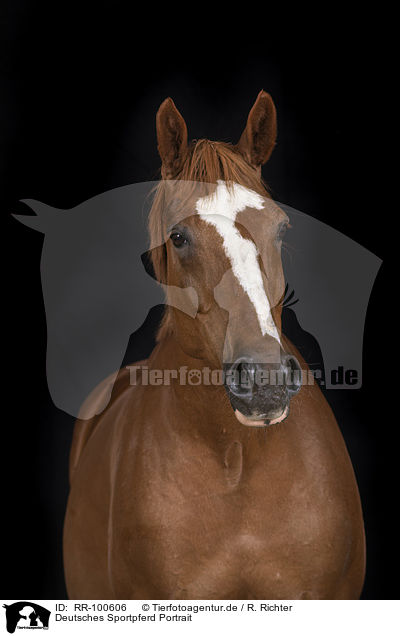 Deutsches Sportpferd Portrait / German Sport Horse Portrait / RR-100606